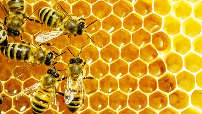 La società delle api