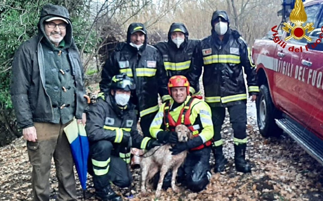 Cane bloccato in un torrente nel Cosentino, i vigili del fuoco lo salvano