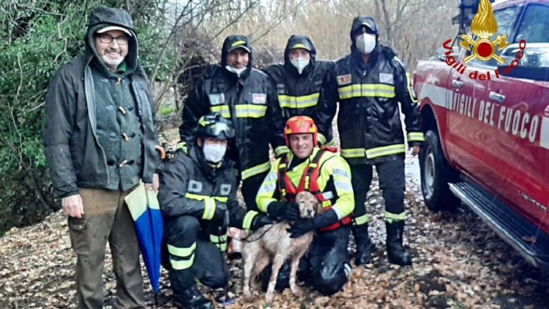 Cane bloccato in un torrente nel Cosentino, i vigili del fuoco lo salvano - VIDEO