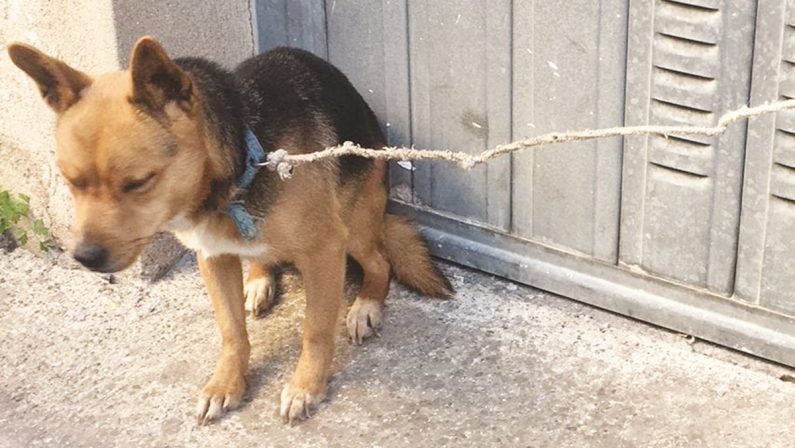 Legato ad una maniglia e abbandonato: cucciolo salvato nel Crotonese