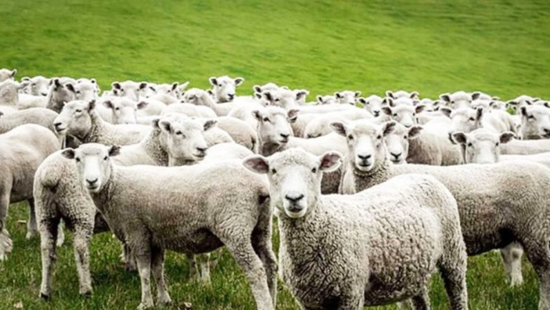 Allarme brucellosi, “smarrite” 60mila pecore, Dop a rischio per il pecorino crotonese