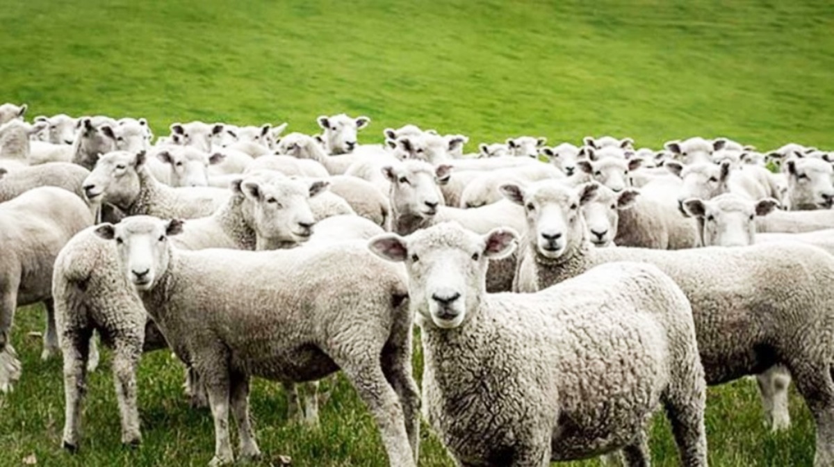 Allarme brucellosi, “smarrite” 60mila pecore, Dop a rischio per il pecorino crotonese