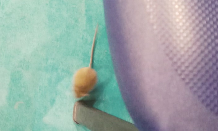Il topo fotografato nel centro vaccinale