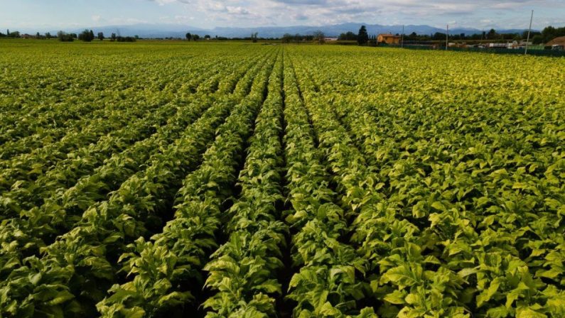 Bollette, tra Coldiretti e Philip Morris Italia accordo salva raccolti