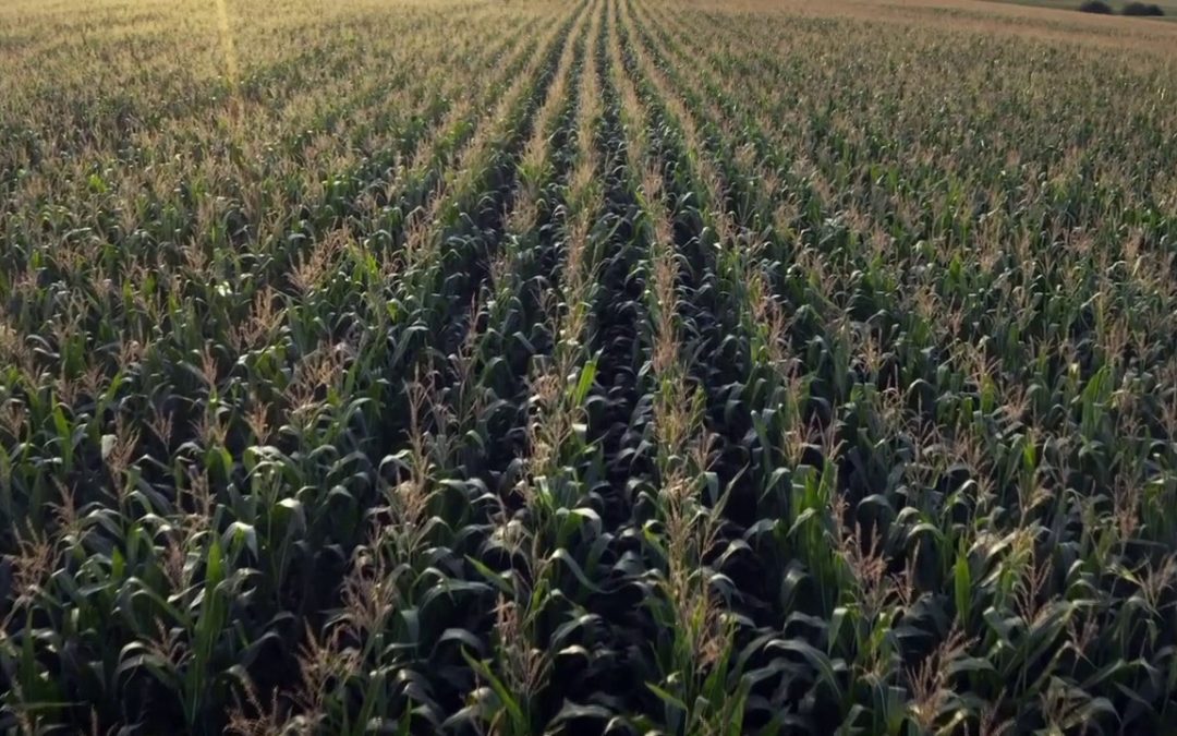 Agricoltura, corrono i rincari per grano e mais