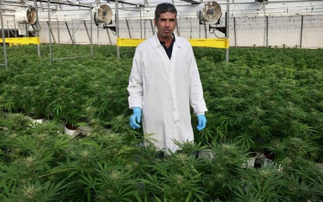 Dvir Taler, direttore dell'agricoltura della società israeliana BOL Pharma (foto Afp)