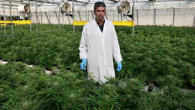Israele, la capitale della cannabis medica nel deserto del Negev