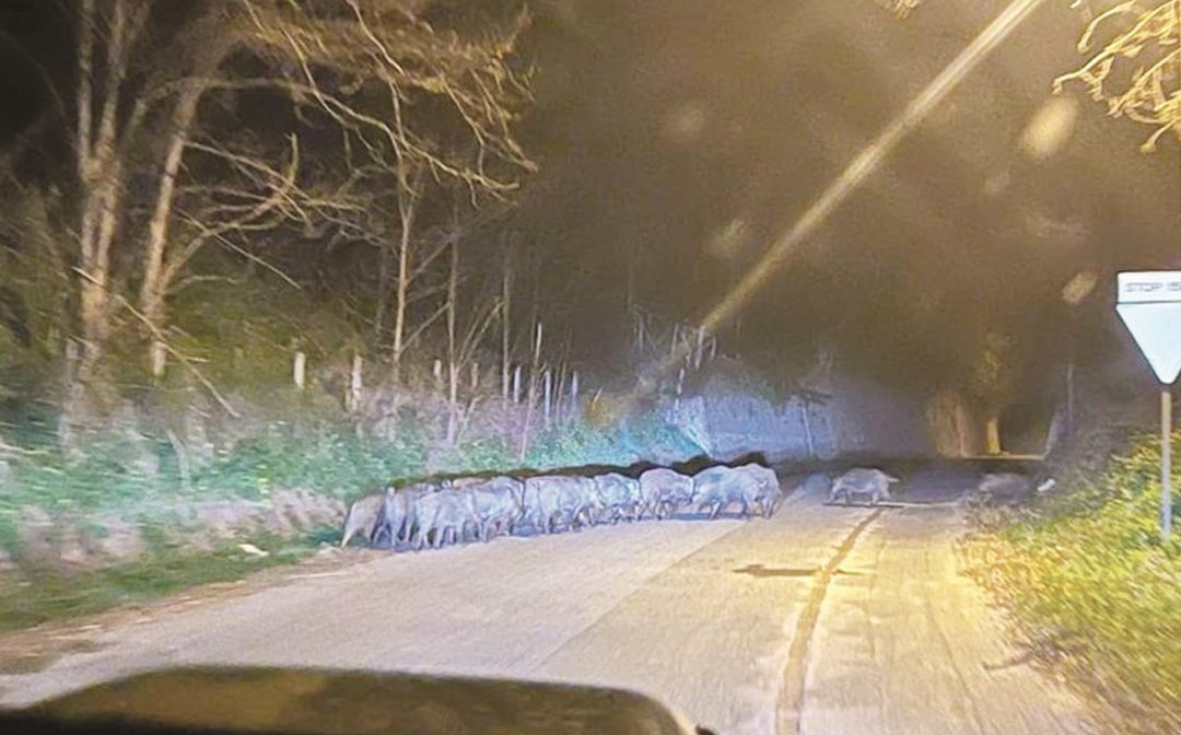 I cinghiali avvistati a Cirò Marina