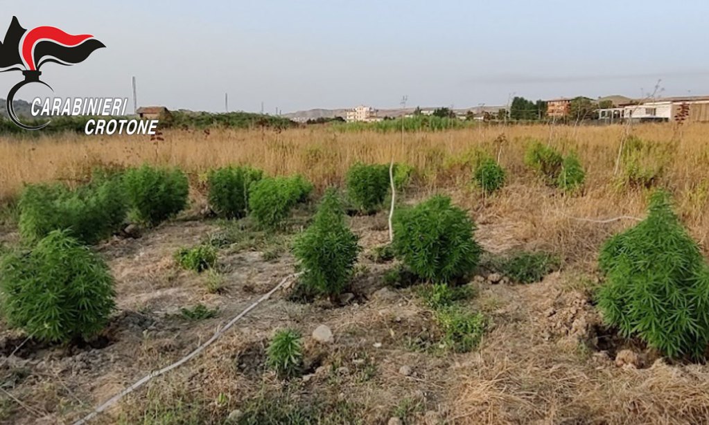 Una delle piantagioni sequestrate