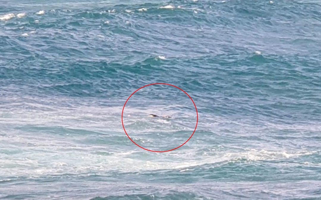 La sagoma avvistata nel mare di Tropea