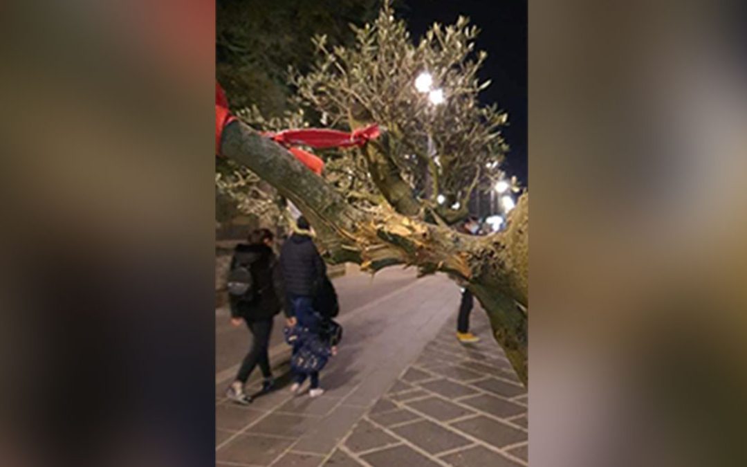 Vibo, vandali danneggiano alberi d’ulivo donati da Confindustria giovani