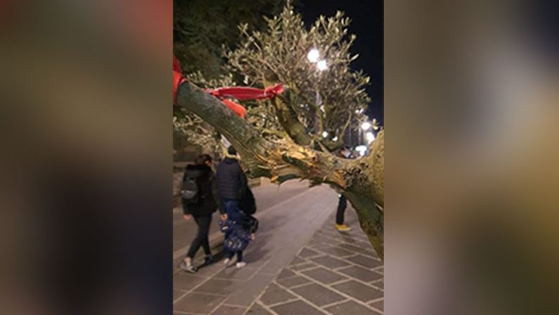 Vibo, vandali danneggiano alberi d'ulivo donati da Confindustria giovani