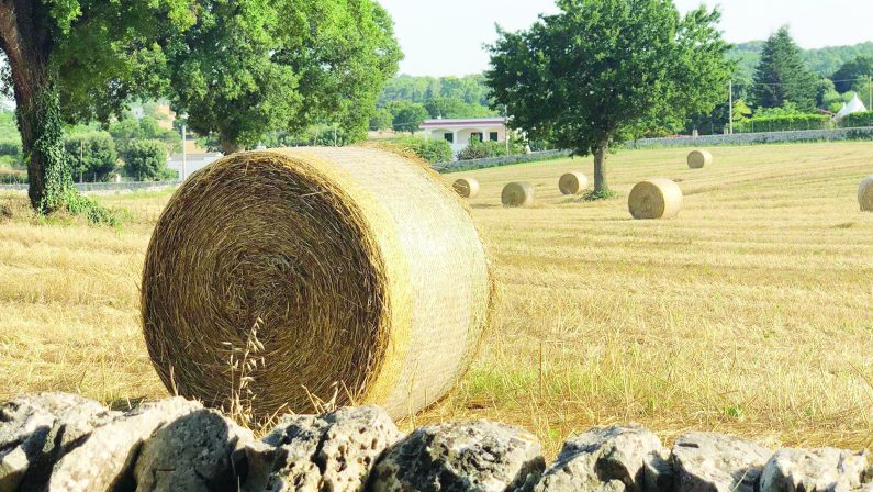 Nuovo record per il prezzo del grano. Coldiretti Puglia: "verso la fine delle scorte"