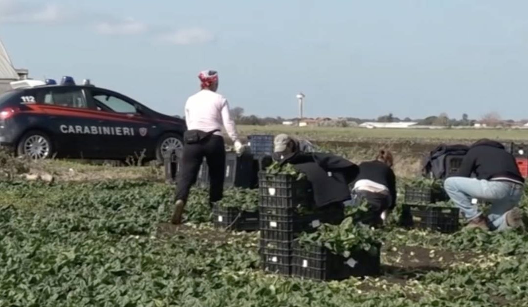 Caporalato, con l’aumento delle indagini il Nord si scopre fuorilegge
