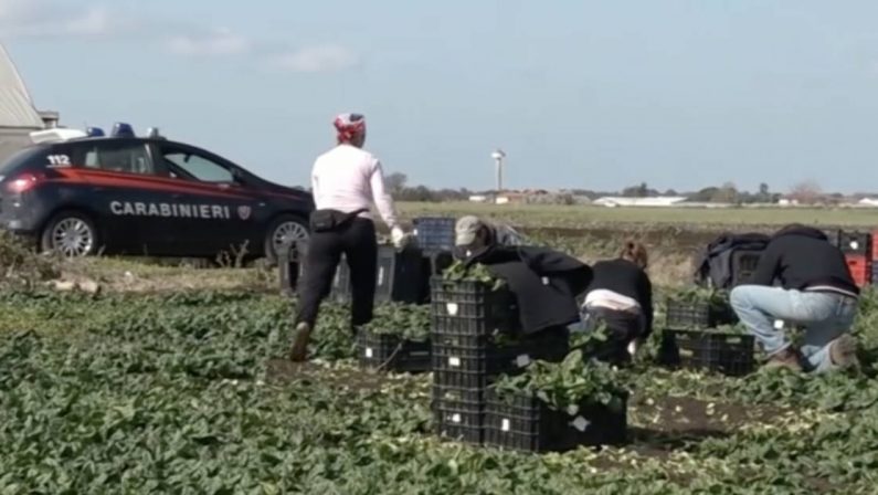 Caporalato, arresti e sequestri di aziende agricole in provincia di Cosenza - NOMI