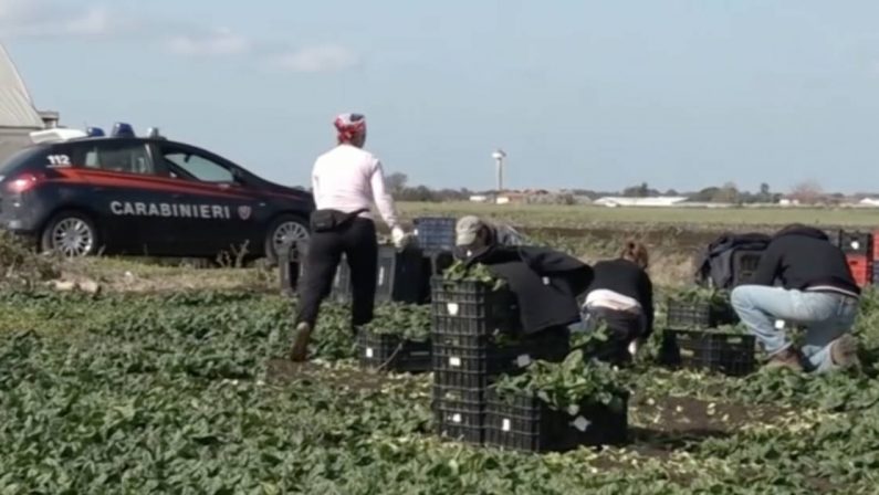 Caporalato, braccianti pagati 4 euro l'ora. Cinque arresti nel Foggiano