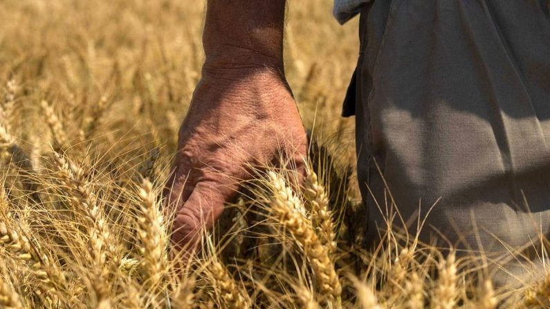 Crolla il prezzo del grano, produttori lucani in crisi