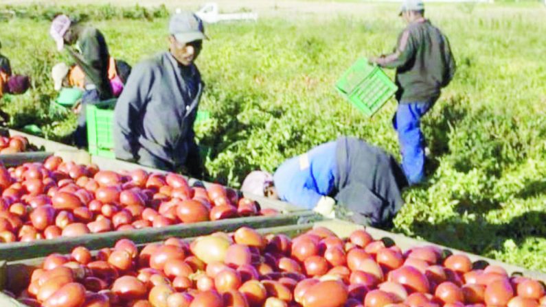 In Puglia sempre meno braccianti, in 5 anni persi 21mila lavoratori