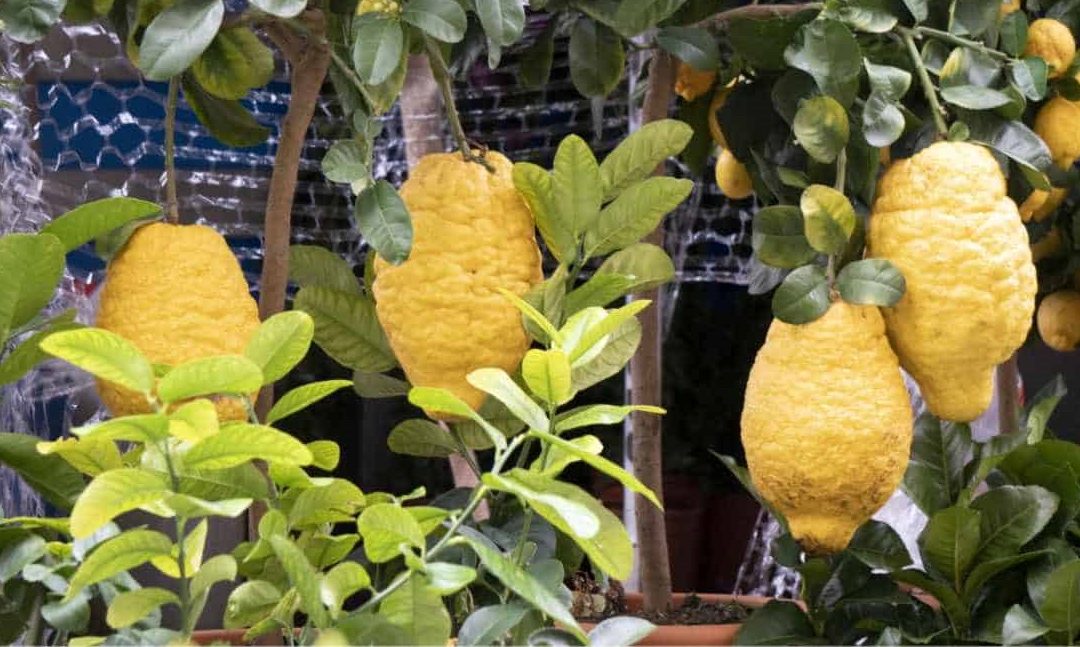 Cedri coltivati a Santa Maria del cedro