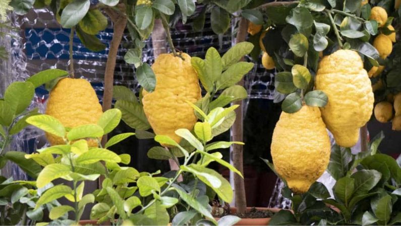 L’Unione europea assegna il marchio Dop al Cedro di Calabria