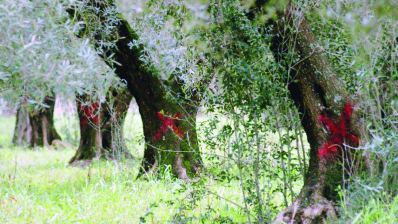 Xylella, allarme della Coldiretti Puglia: "Nel 2022 già 13 ulivi infetti"