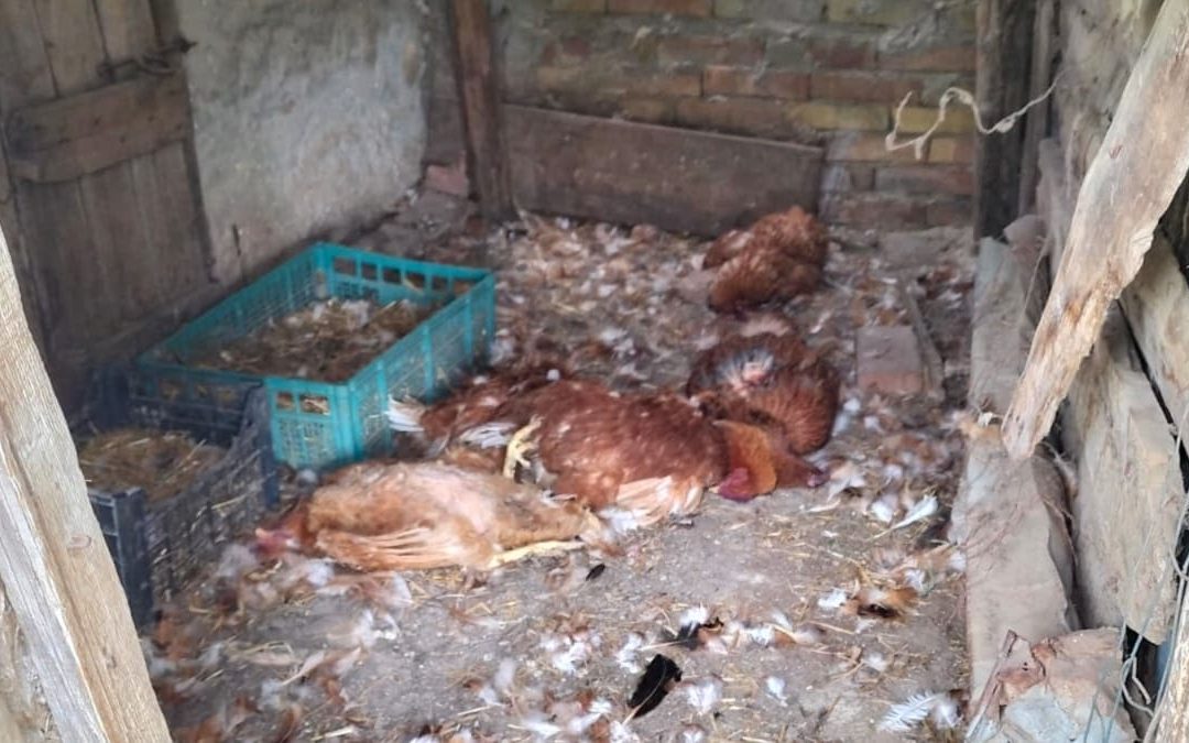 Le galline uccise nel pollaio