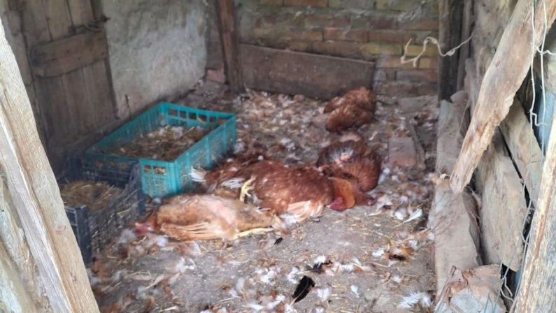 Strage di galline a Rende: è allarme cani randagi