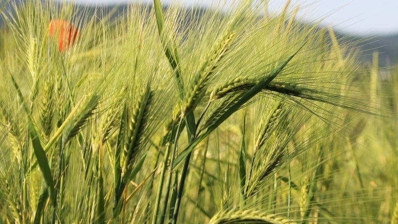 Il grano verde combatterà la crisi, Coldiretti Puglia illustra le opportunità del Freekeh