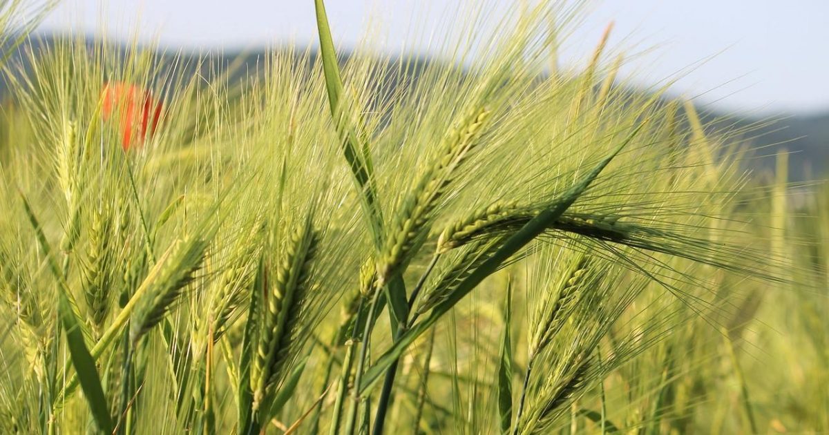 https://www.quotidianodelsud.it/wp-content/uploads/2022/04/cornfield-2560013_1280-e1651134867216.jpg
