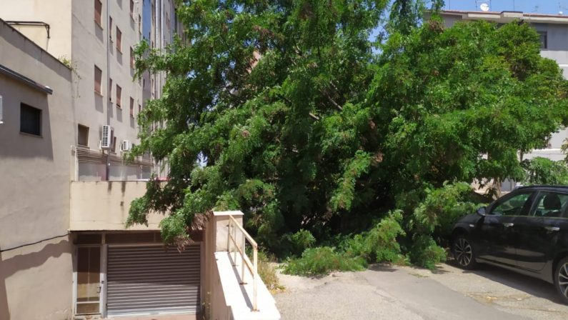 Crollato un grosso albero in pieno centro cittadino a Cosenza