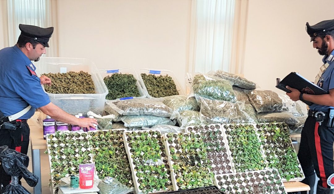 I carabinieri con la marijuana scoperta