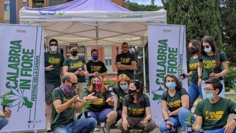 Torna &quot;Calabria in Fiore&quot;, il primo festival dedicato alla canapa