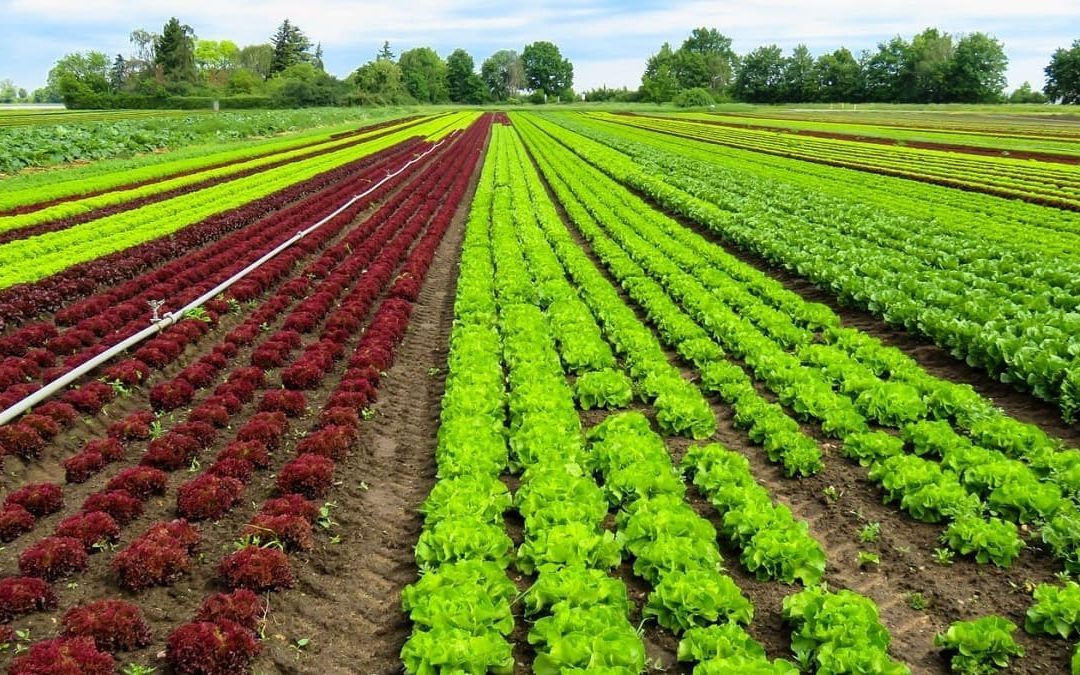 L’Italia punta sull’agricoltura biologica, con il Sud leader in Europa