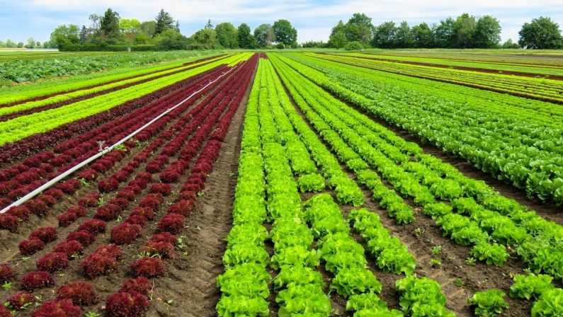 L'Italia punta sull'agricoltura biologica, con il Sud leader in Europa