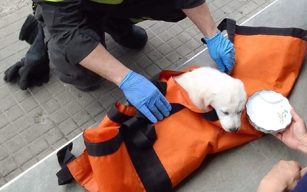 Il cucciolo tra le mani dei soccorritori