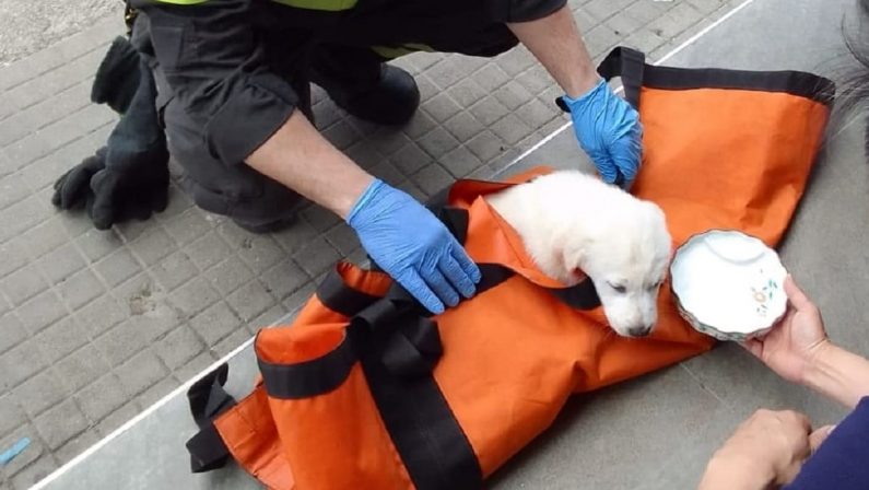 Catanzaro, salvato un cucciolo di cane precipitato da un balcone