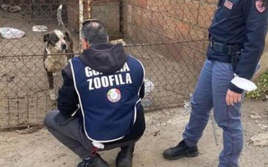 Orrore a Corigliano Rossano, cagnolina uccisa a bastonate e poi sepolta