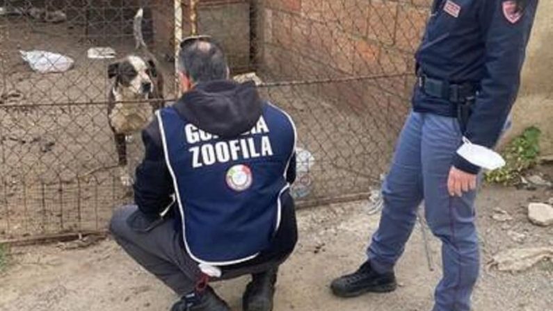 Reggio Calabria, due denunce per maltrattamento di animali