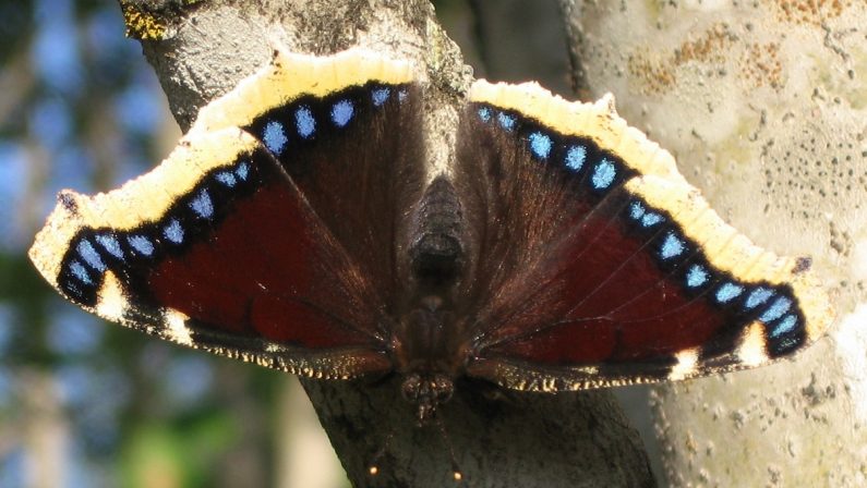 Ambiente: scoperta una nuova specie di lepidottero in Calabria e Basilicata