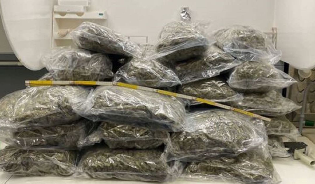 La marijuana sequestrata