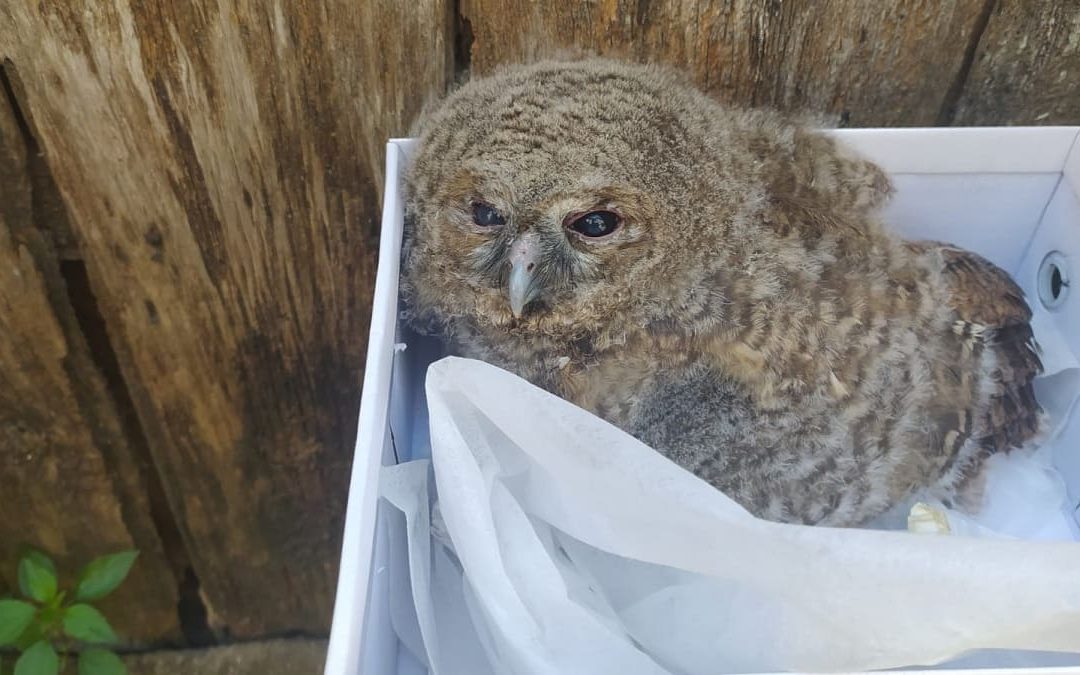 Il pulcino di allocco