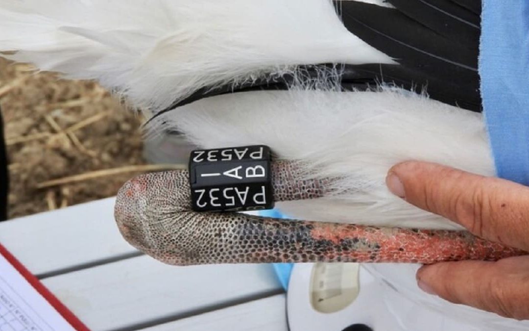 L'anello identificativo sulla zampa di una cicogna