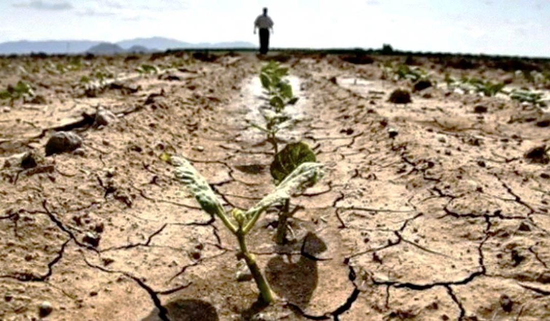 Allarme agricoltura, non basta il caro-bollette: arrivano anche cavallette e siccità