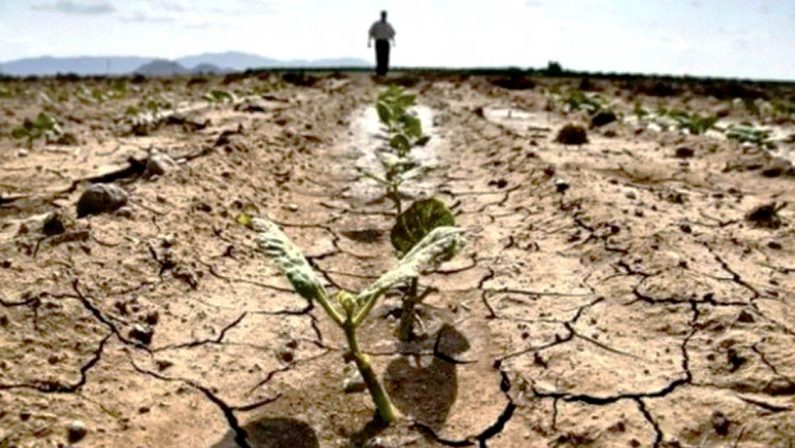 Allarme agricoltura, non basta il caro-bollette: arrivano anche cavallette e siccità