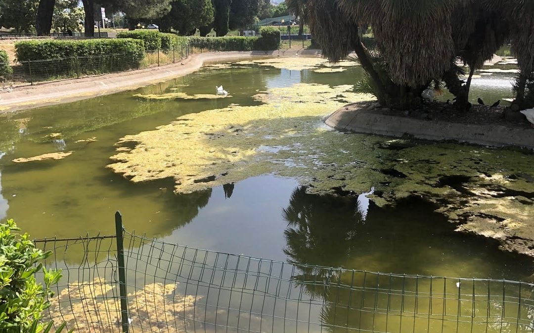 Il laghetto del parco Robinson