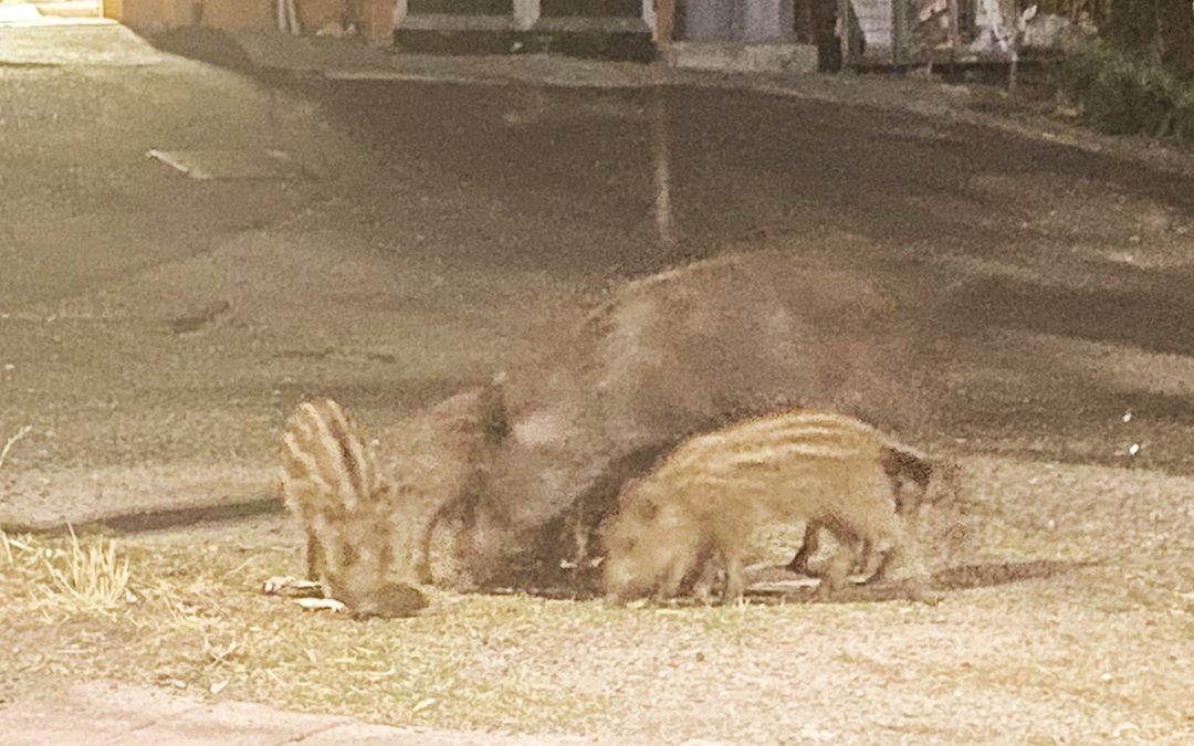Una famiglia di cinghiali immortalata l’altra notte in via Lombardi