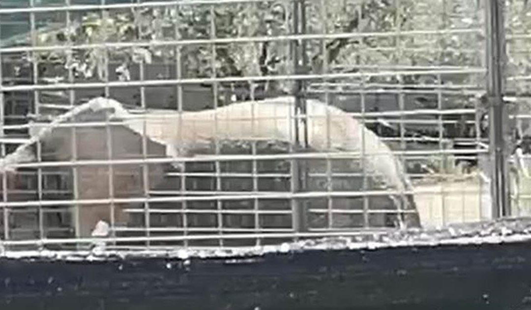 L'elefante che ha schiacciato la donna
