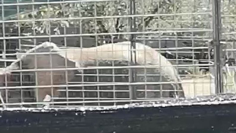 Maida, terrore al Safari Park: donna schiacciata da un elefante