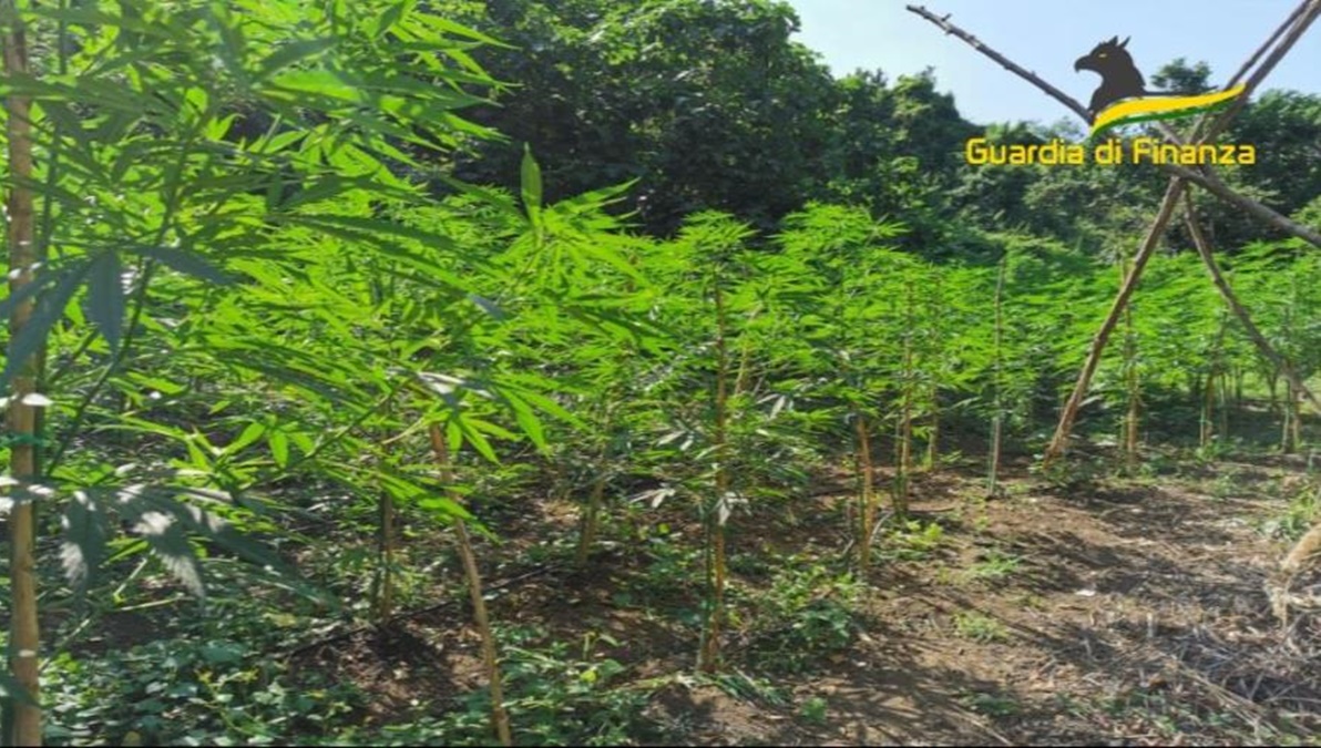 https://www.quotidianodelsud.it/wp-content/uploads/2022/07/marijuana-francica.jpg