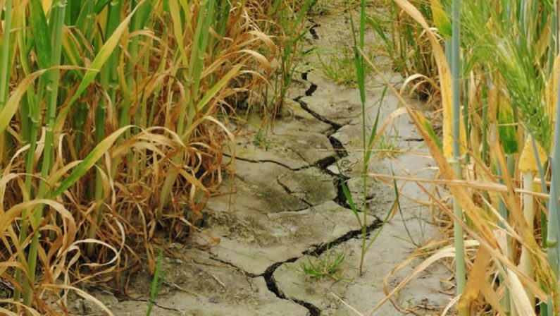 Allarme siccità, la Coldiretti Puglia "Dichiarare lo stato di emergenza"